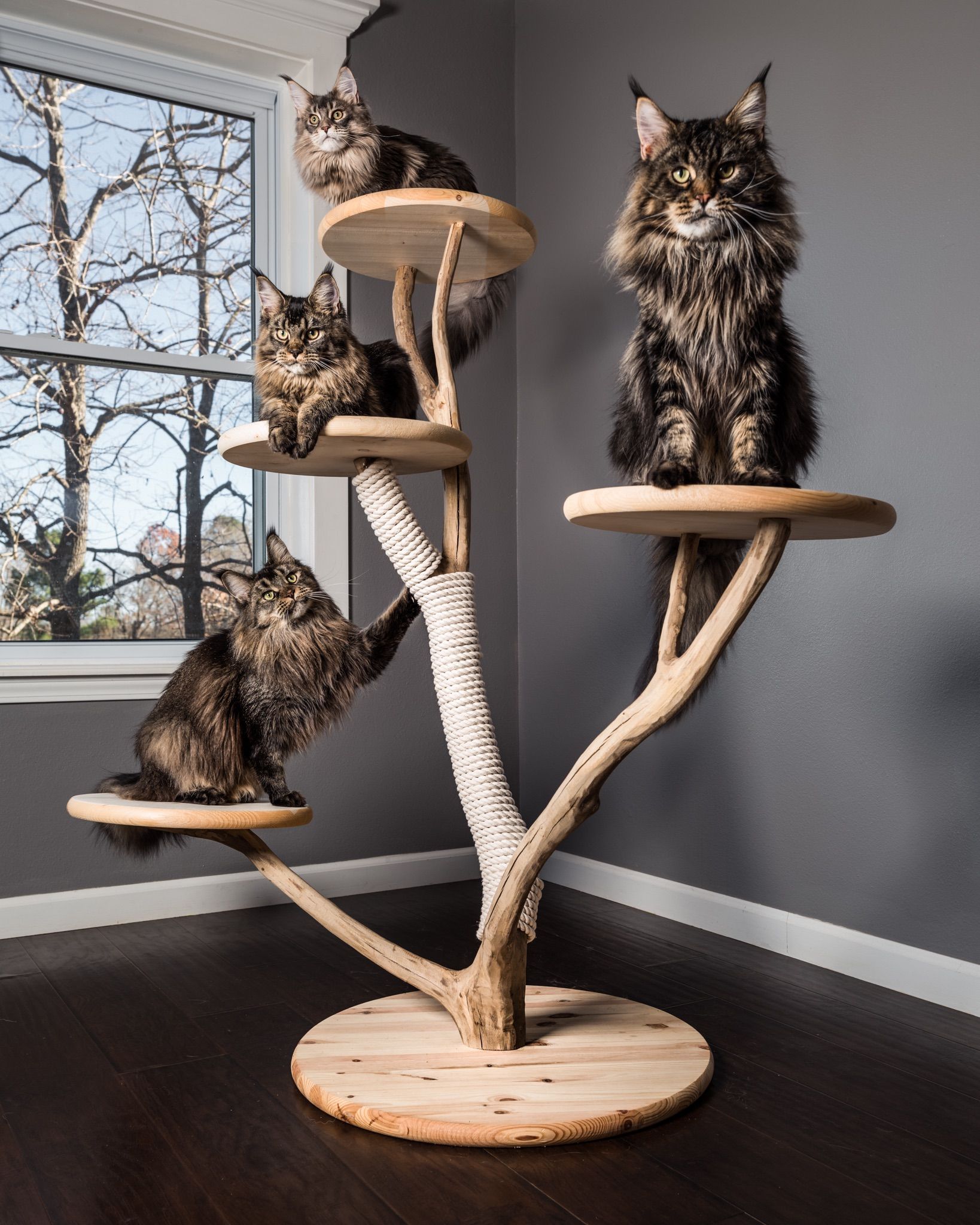 Skån dine møbler med et kradsetræ til din kat